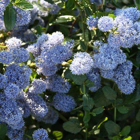 לינה וארוחת בוקר באסטיה אומברה Rosa Di Assisi מראה חיצוני תמונה