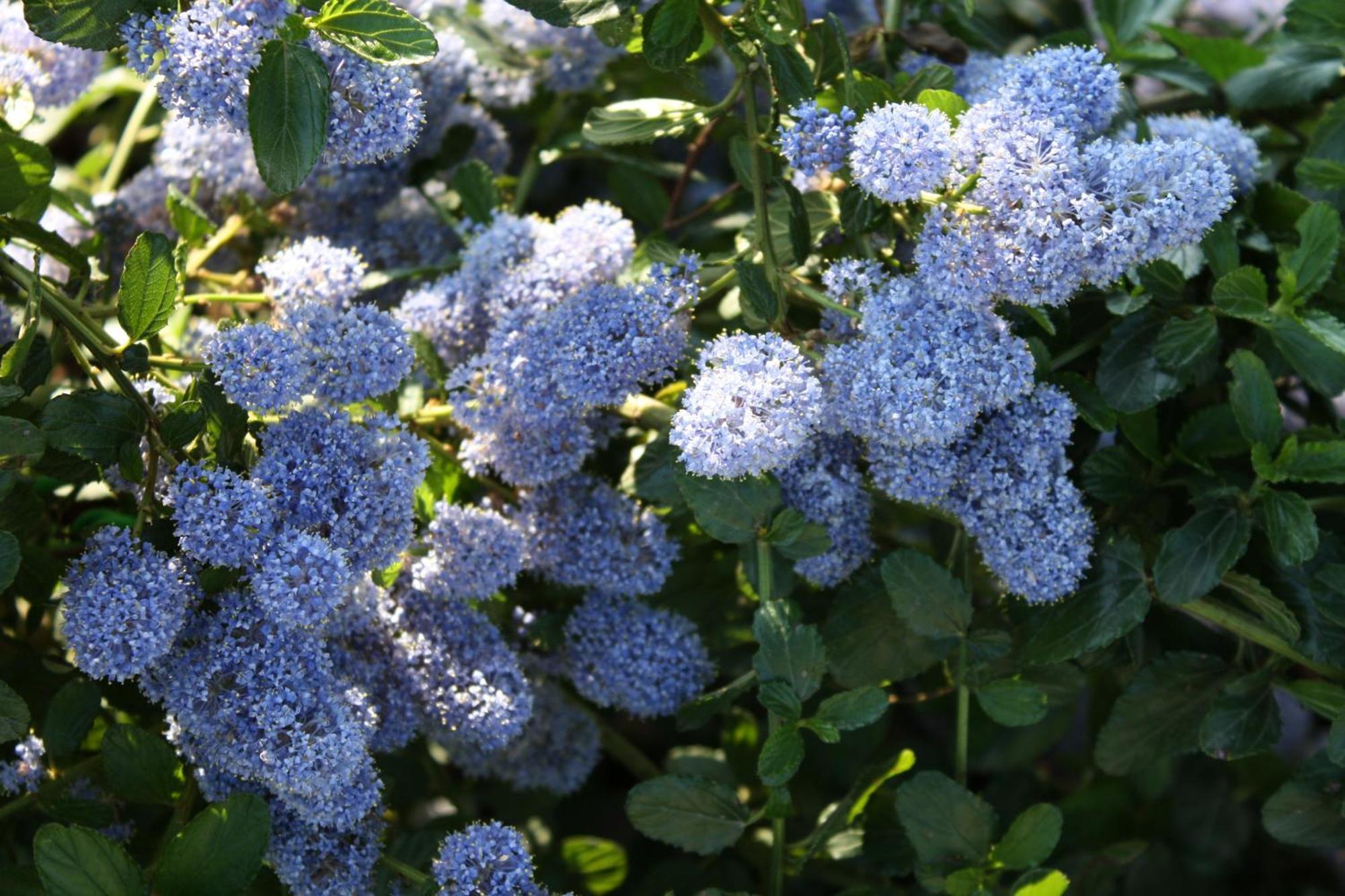 לינה וארוחת בוקר באסטיה אומברה Rosa Di Assisi מראה חיצוני תמונה